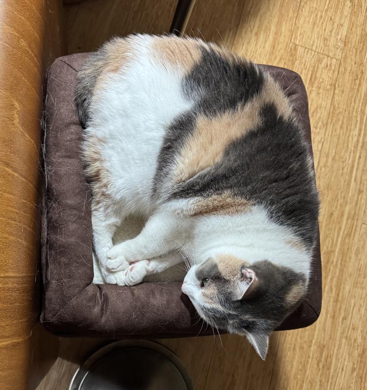 12 lb Evie fits on top just fine