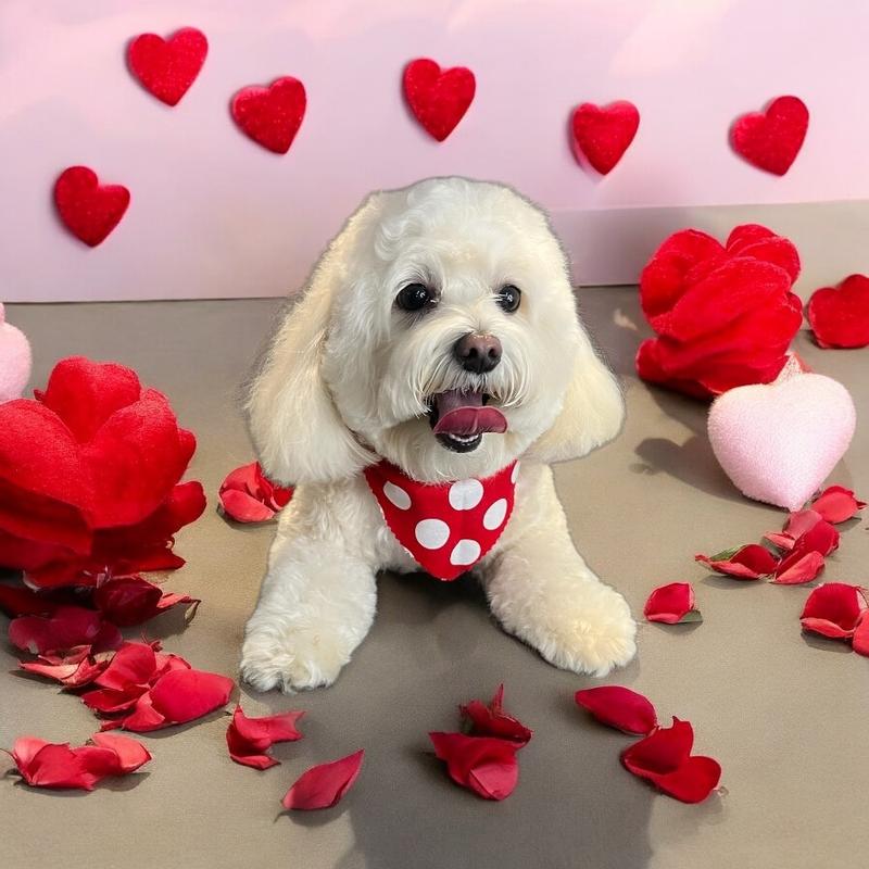 Myles loves PetPlate treats!