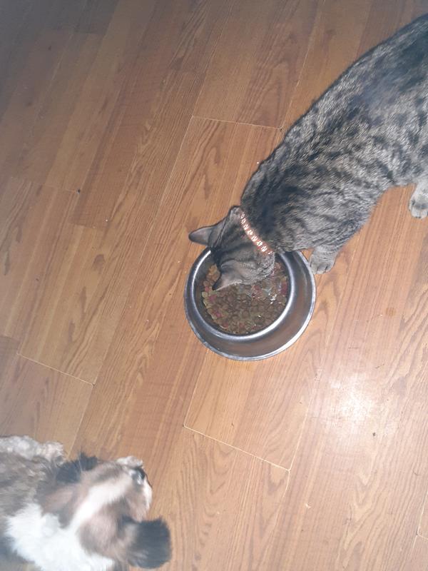 They seem to like it, including the cat. Lol