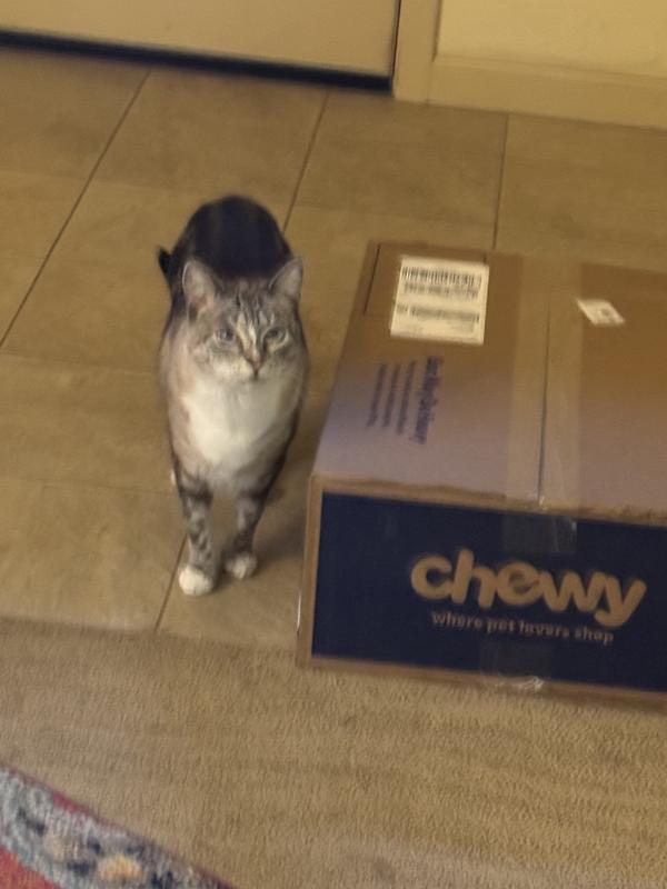 Cocona - know the looks of a Chewy box and wants mom to hurry and open 😻