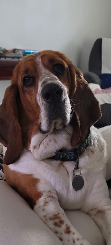 Lola loves her collar