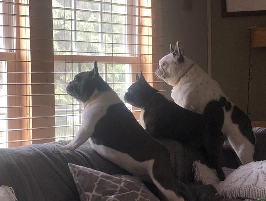 Archie, Bella & Frankie