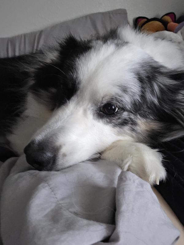 My sweet Boo calm in her happy pills in a mid afternoon cuddle sesh.