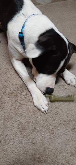Max with his Greenie