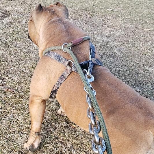 K9 CANNOLI
