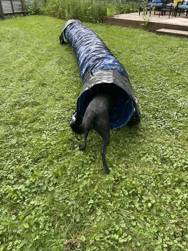 Dog checking out her new toy