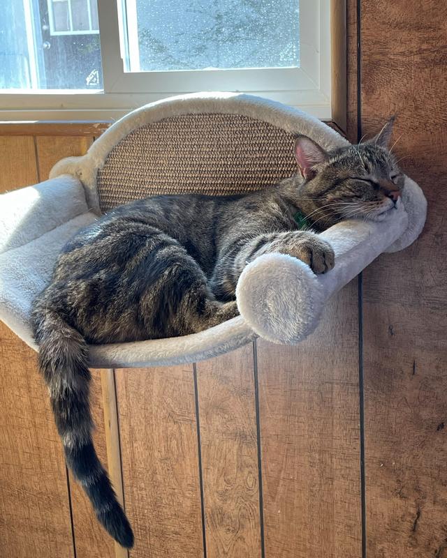 TRIXIE Lounger Wall Mounted Cat Shelves, Brown