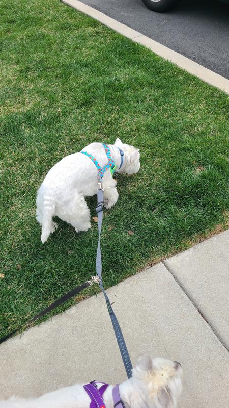 Harness connection slides to the side and doesnt stay in the center of the dogs back