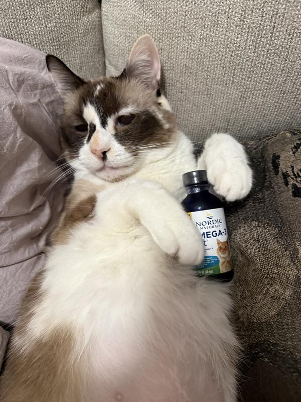Tuki: Queen of Chonk, Rejecter of Fish Oil.