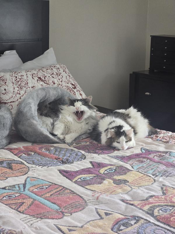 Chyna on the right finally able to nap with her sister again