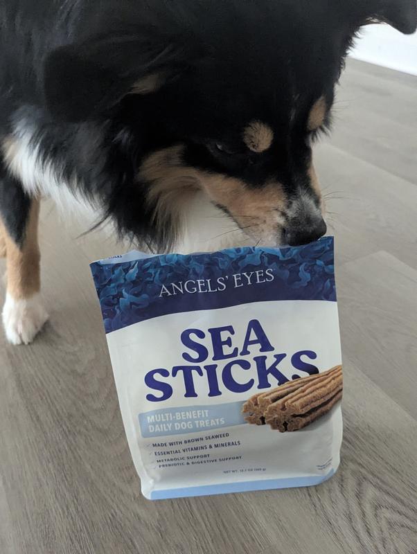 Sparky scoping out the product