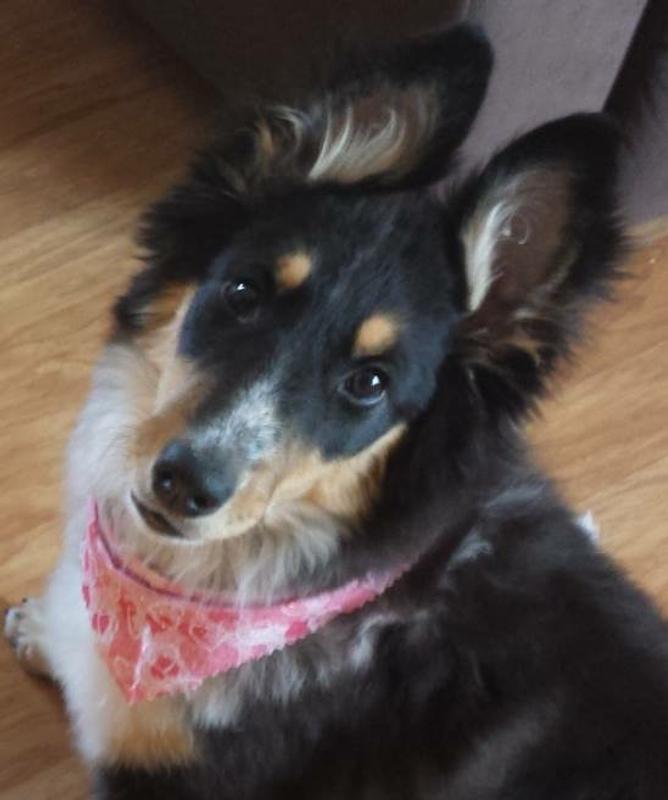 We miss the days when she was arthritis free. She LOVES her chicken jerky treats!