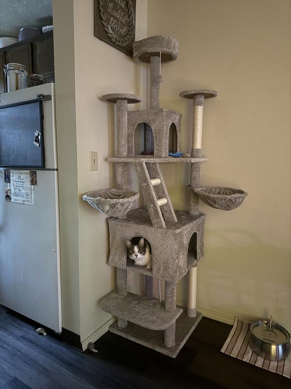 For reference, my girl here is very long for a female and weighs 12.3 pounds.