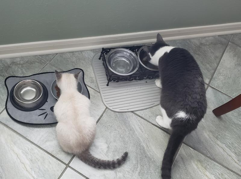 Tuxedo "Lyric" enjoying her new yummy Salmon "Instinct brand" Diet cat food!