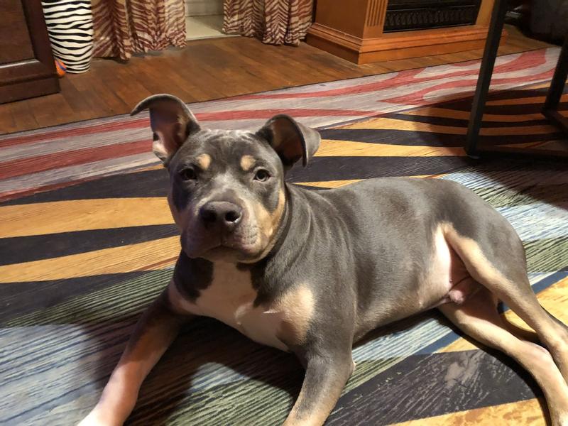 He tolerates it, I’ve tried others that makes him roll around trying to get it off. With this he goes on about his day!