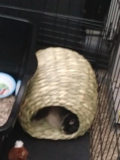 My little bun-bun, Halo, taking a little nap!