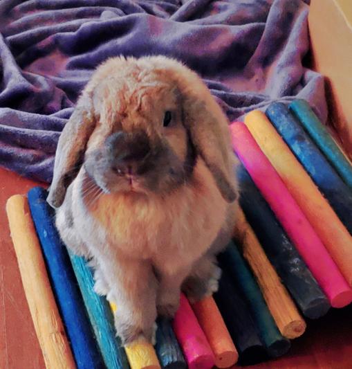 My Birthday Girl she's an Easter Bunny