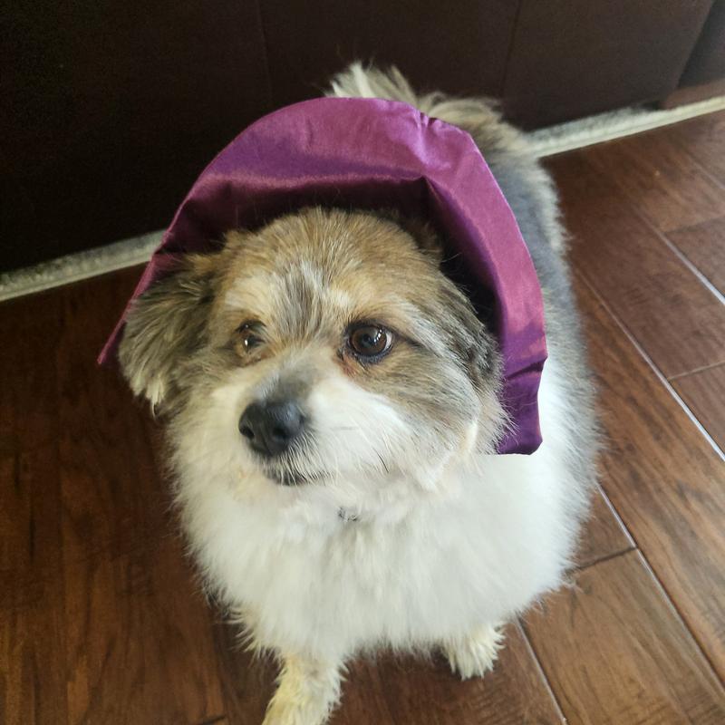 Frisco Vampire Dog & Cat Costume Accessory