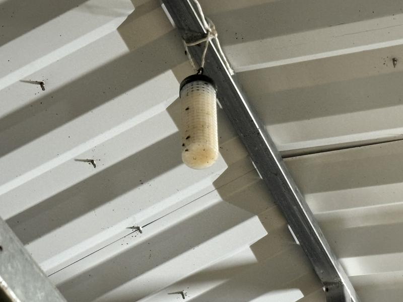 Not deterring flies in the least.