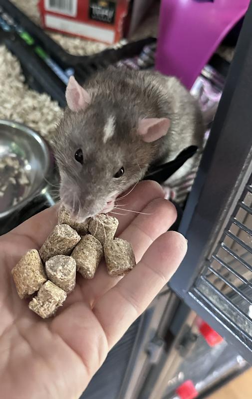 FIELD+FOREST BY KAYTEE Rat Food, 2lb bag