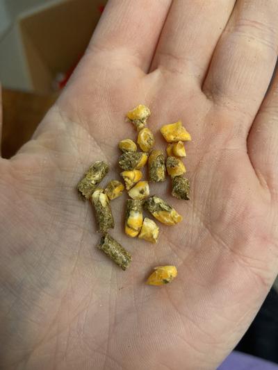 Not even just stray pieces of corn. There is corn in the pellets themselves.