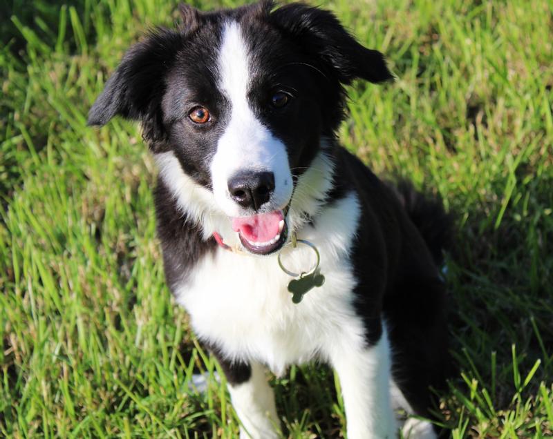 CHI Gentle 2 in1 Dog Shampoo & Conditioner, 16fl oz bottle