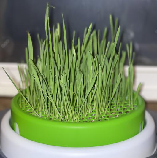 Product Reviews for CATIT Senses 2.0 Cat Grass Planter