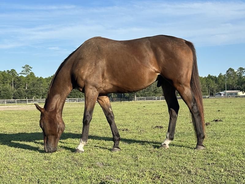 He’s a little sandy from a role but coat quality has greatly improved