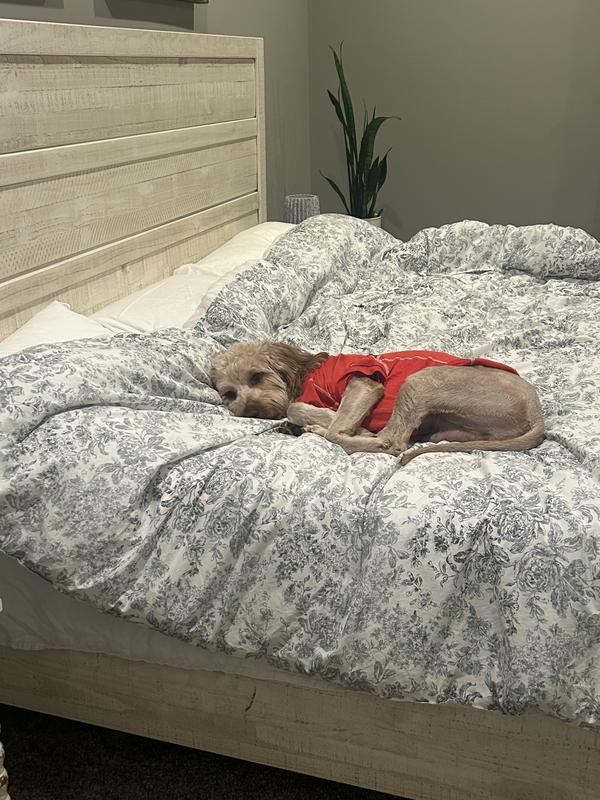 Finally able to rest from his itching