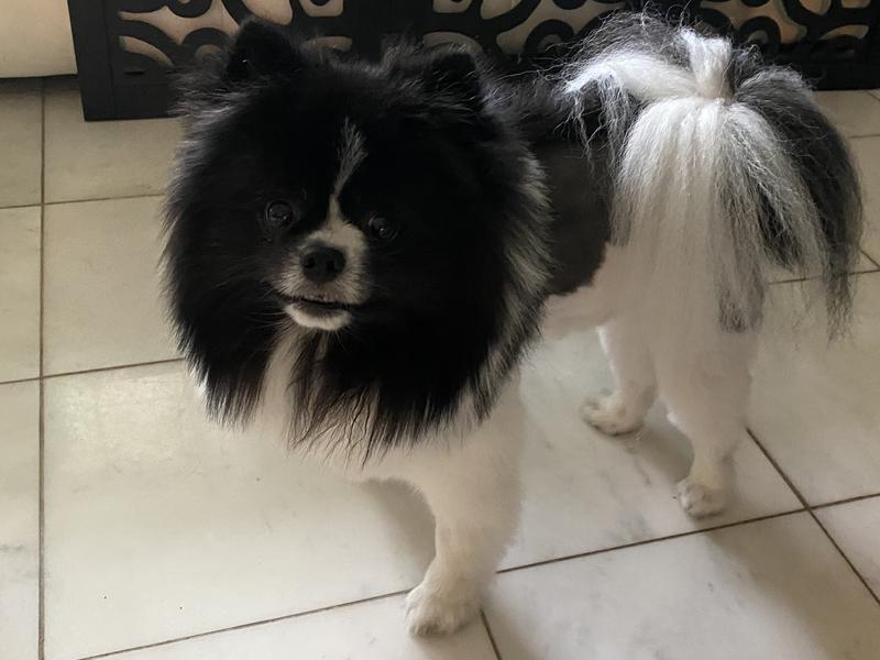 Nice and even leg and mane cuts