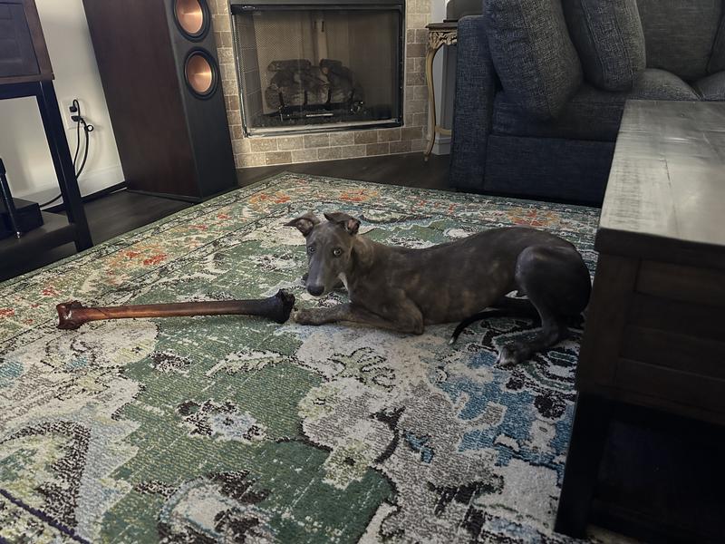 ROAM Forever Bone Ostrich Dog Bone, 1 count - Chewy.com