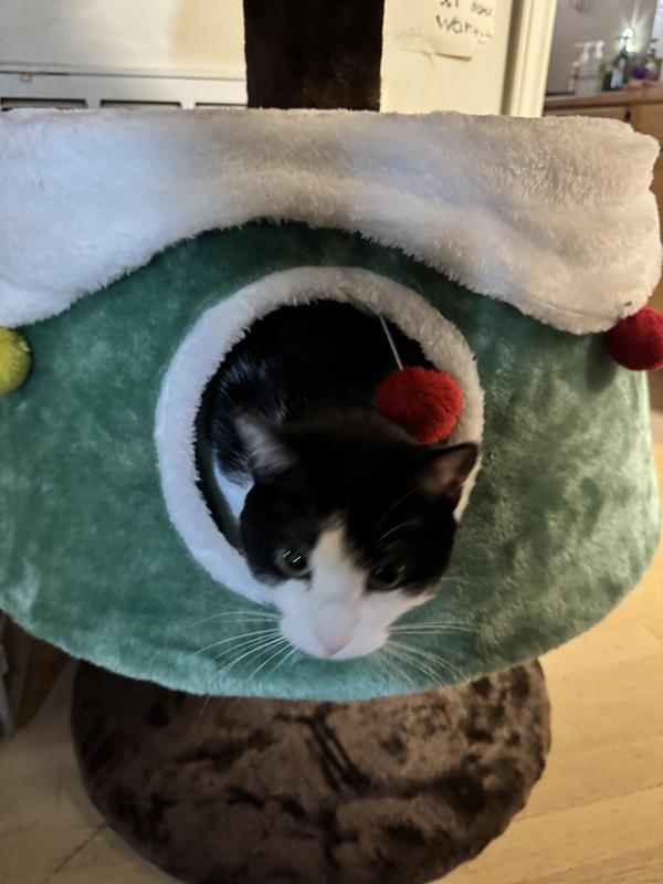 Ori enjoying the view