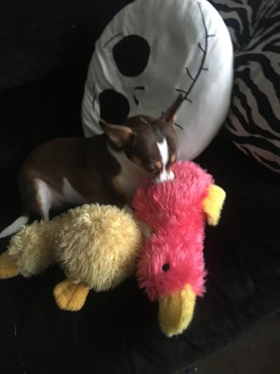 Lily taking both ducks