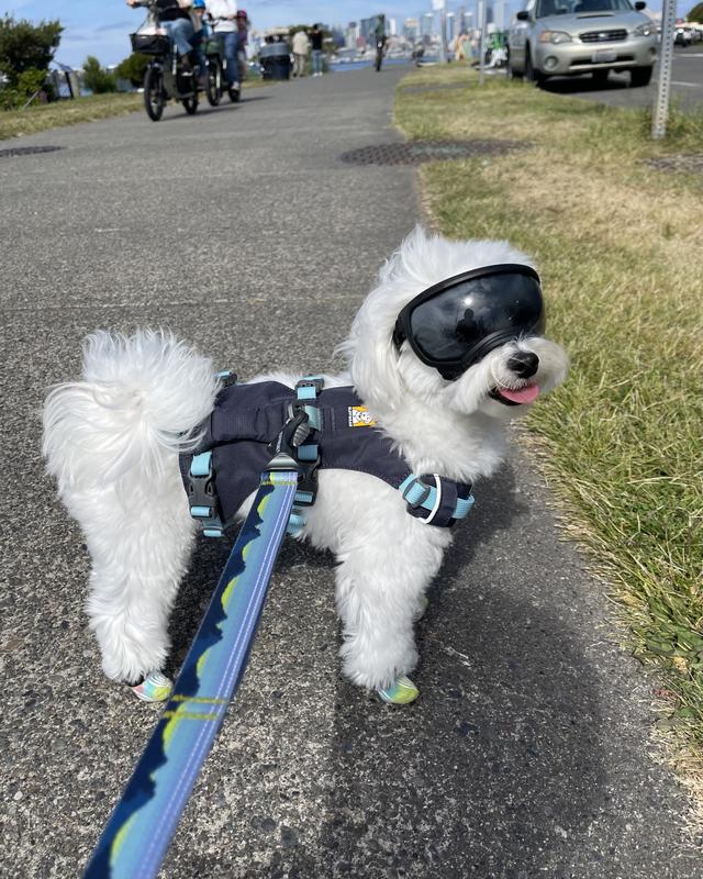 REX SPECS V2 Dog Goggles, Coyote, Large - Chewy.com