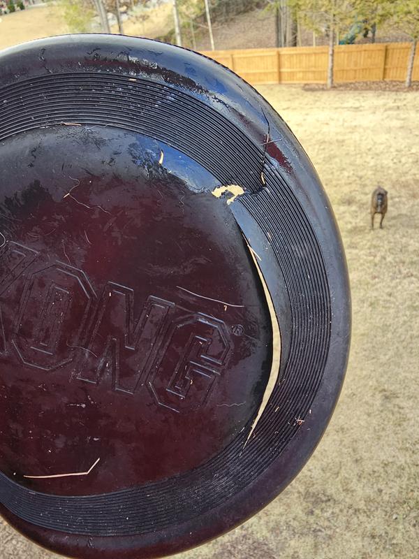 Kong Extreme Flyer Dog Frisbee - Sherbrooke Canin