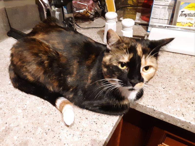 Tortie tude