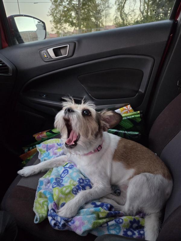 Best little puppy dog ever!