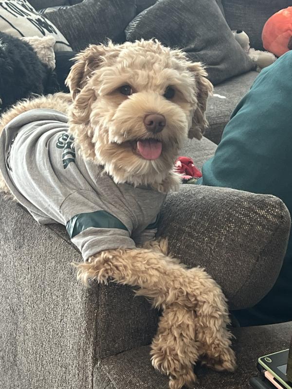 Ollie comfortably cheering on the Eagles! Go birds!