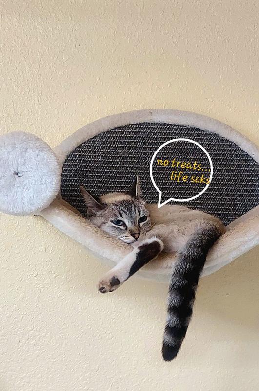 Trixie pet products wall mounted hot sale cat shelf