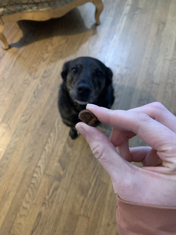Single piece of kibble in the foreground with our pup eagerly waiting in the background