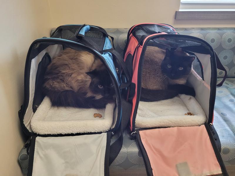 They went to the back so the vet couldn't see them.