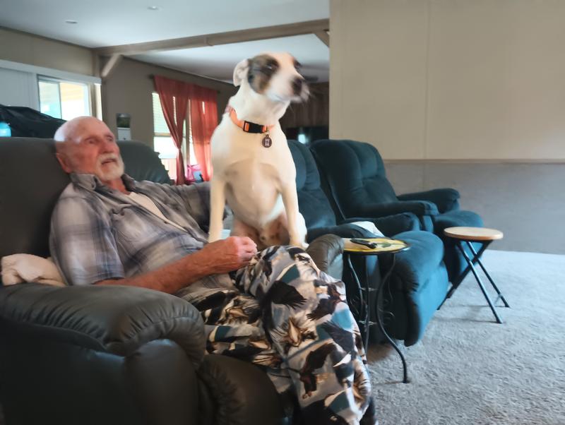This is dingo. He is about 2 years old.  The vet says he looks like he has some type of hearing dog in him. He was a stray that was on the street about 3 weeks before ending up on our porch. He is a very well minded and lovable dog. We love them both...