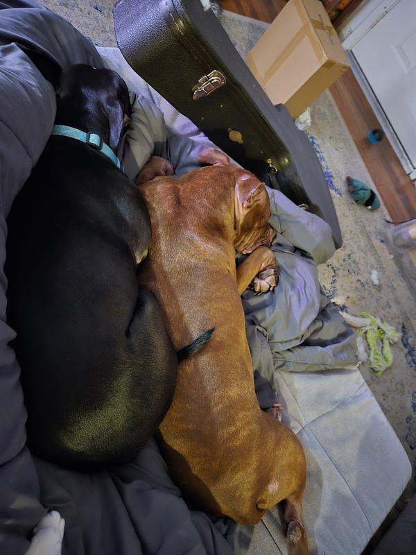 All tuckered out of eating their treat