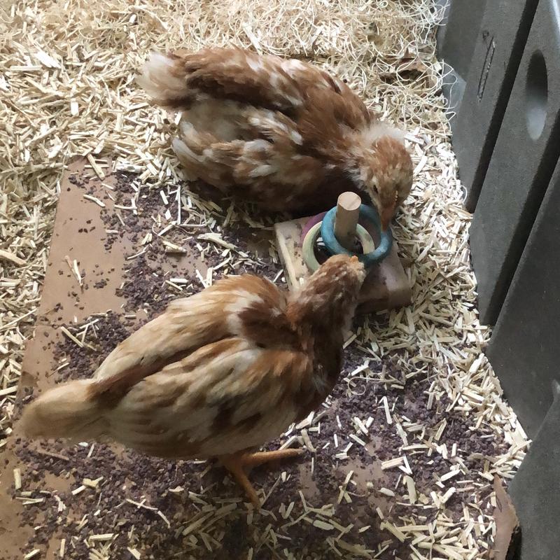 Pecking at Their Toy