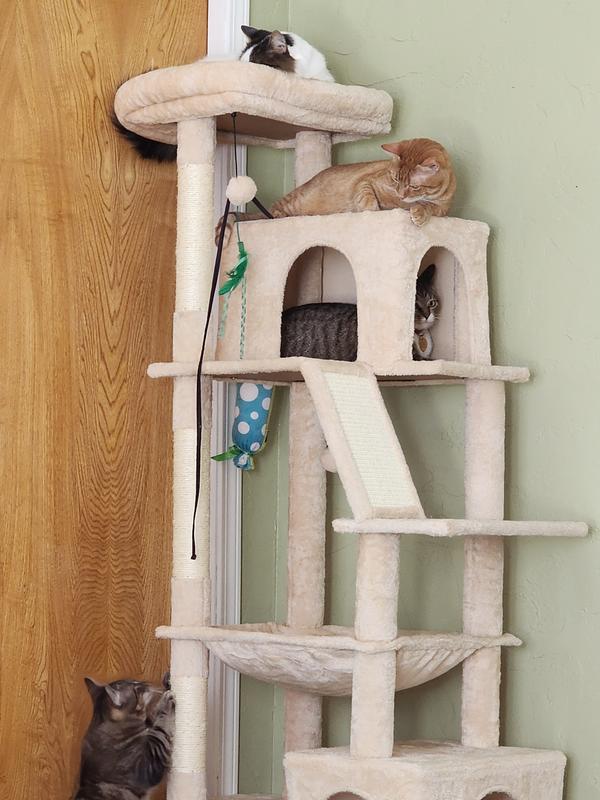 They love to sleep in their tree, and there's a spot for everyone.