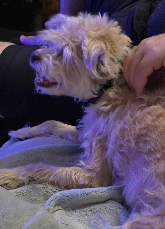 Happy Dog...no more itching!  Yay!