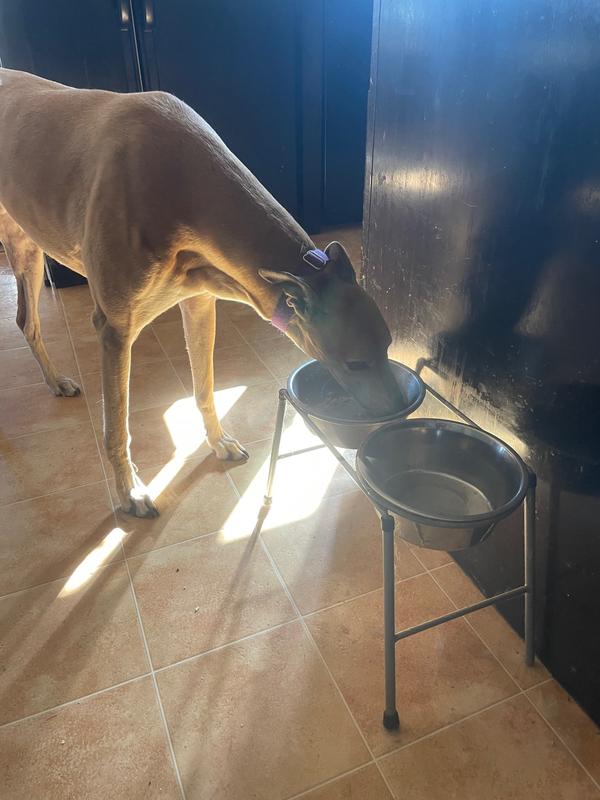 Bumper loves it too!