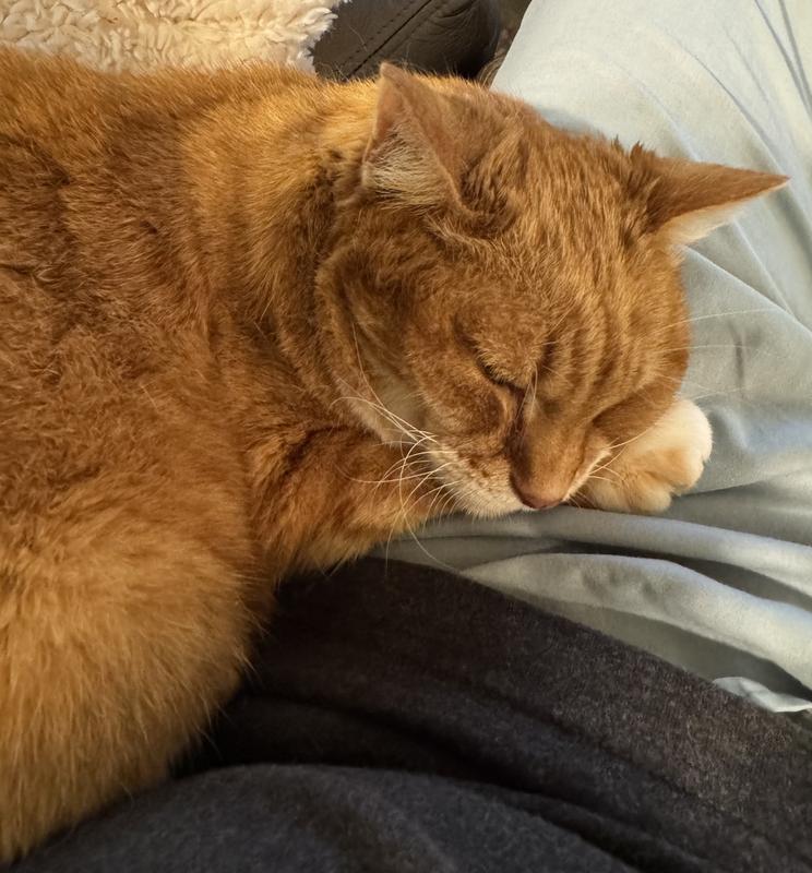 Princess Queen Bell Rhu (19-year-old female BRITISH tabby cat)