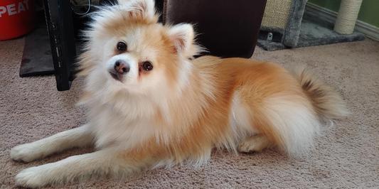 Remy ~9 months old, on this food for several months