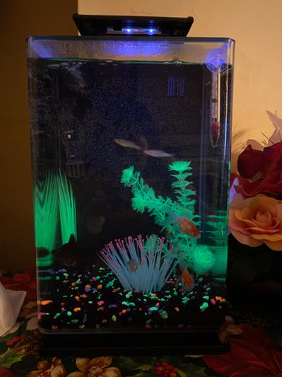 Marineland Tetra Glofish Aquarium Kit Setup 5 Gallon SD-3 047497331781 –  Pets Warehouse